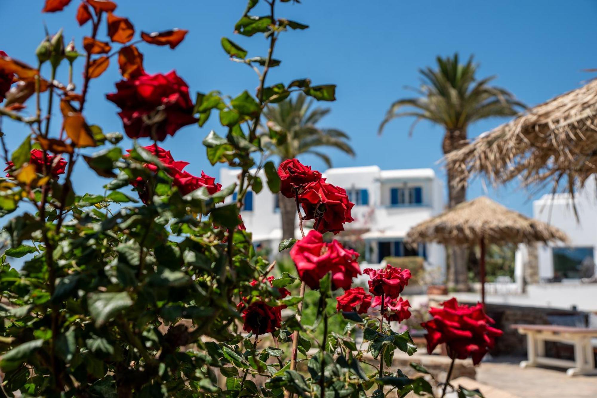 Aparthotel Stella Naxos Island Agia Anna  Zewnętrze zdjęcie